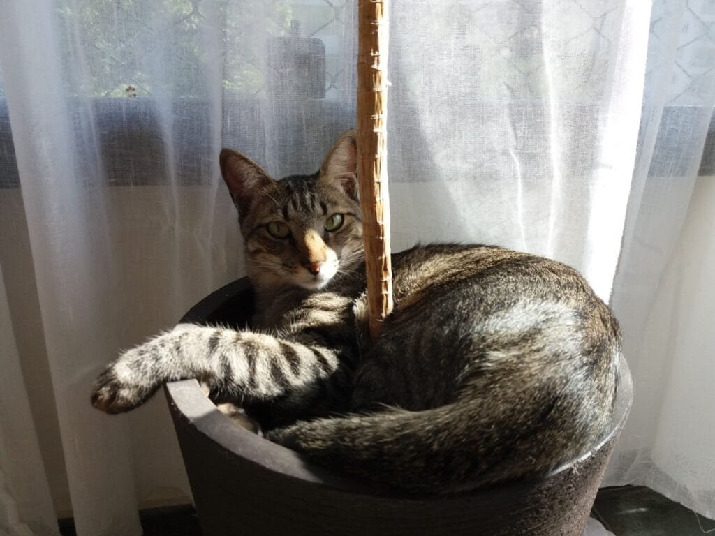 Gato tigrado deitado em um vaso perto de uma janela