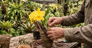 Mãos de homem idoso plantando orquídeas em um vaso sobre uma mesa de madeira ao ao livre
